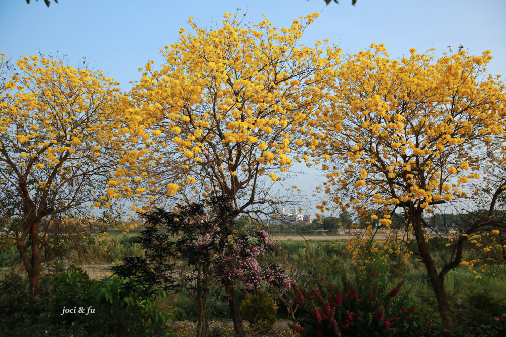 嘉義黃花風鈴木-1-9.jpg