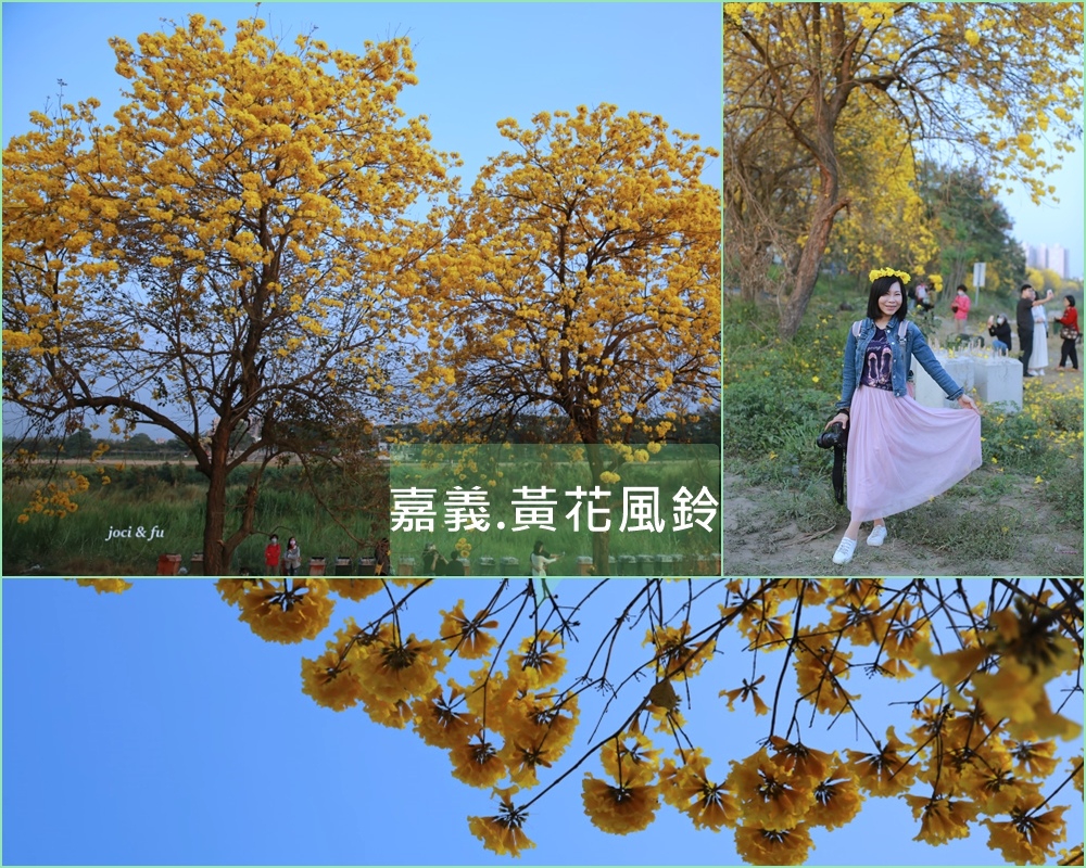 嘉義,黃花風鈴木,八掌溪堤防,金黃大道,軍輝橋,春季賞花,仁義路,中埔鄉,八掌溪,步道