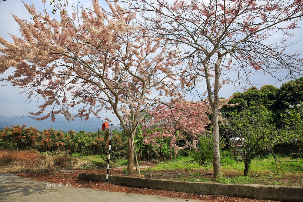 花旗木,楠西區,龜丹頂橋,龜丹溫泉體驗池,台南市,鄉野奇緣,春天,台南,楠西,龜丹溫泉