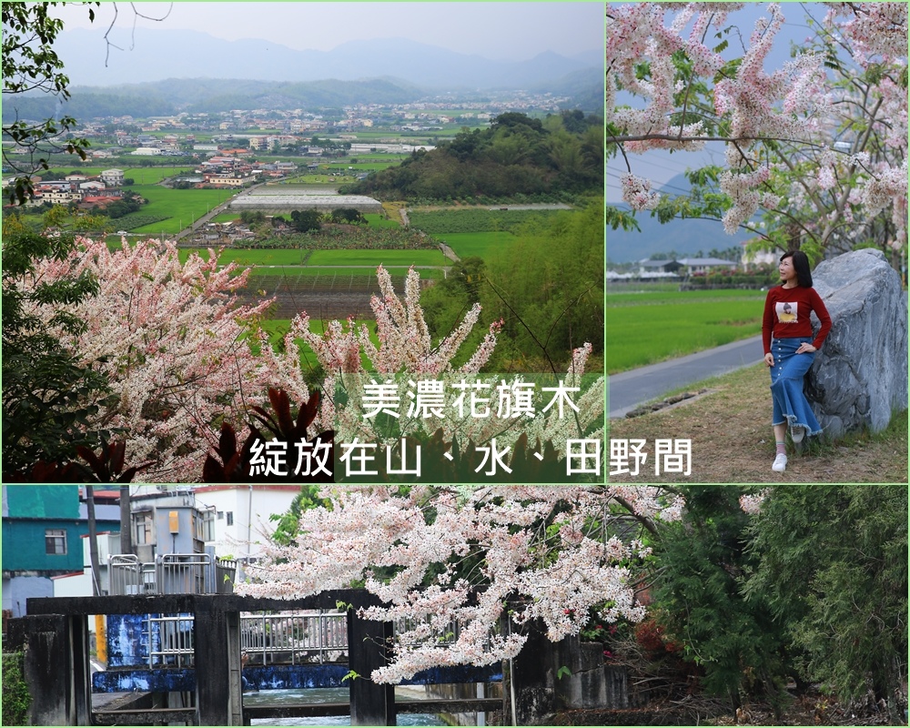 美濃花旗木,獅形頂觀景平台,竹仔門水圳,美濃湖,高屏溪,朝天五穀宮,福安國小,高雄,美濃區,花旗木,賞花,秘境