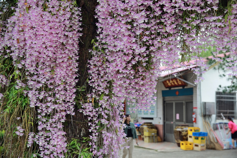 嘉義 番路佳鄉庭園餐館天宮石斛蘭粉紅花瀑爆滿盛放 輕旅行 嘉義 番路佳鄉庭園餐館天宮石斛蘭粉紅花瀑爆滿盛放 輕旅行