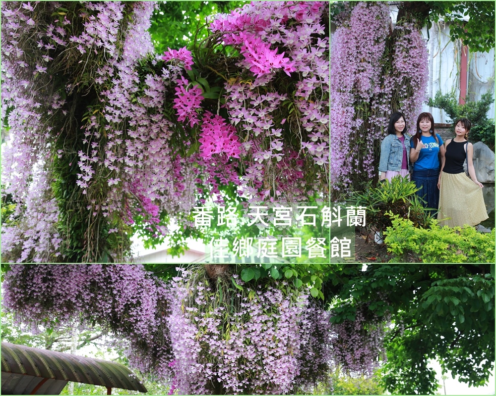 天宮石斛蘭,佳鄉庭園餐館,花瀑,茄苳樹,番路,花旗木,番路美食,嘉義,番路鄉,石斛蘭,花海,佳鄉庭園餐