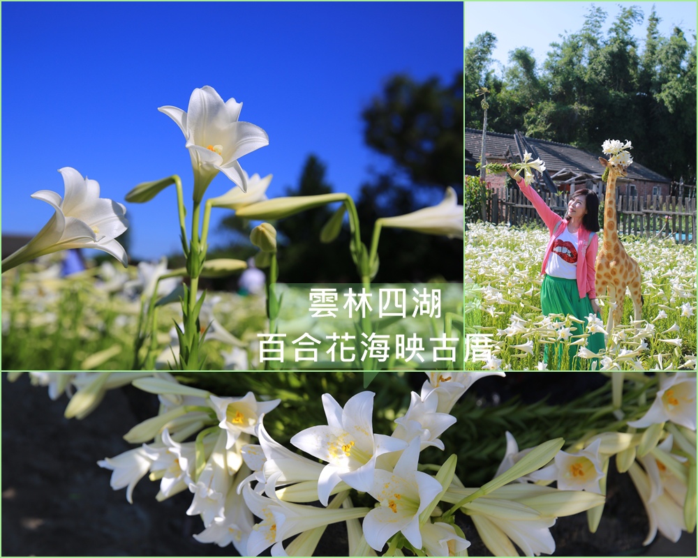 雲林,四湖鄉,百合花,秘境,花海,雲林景點