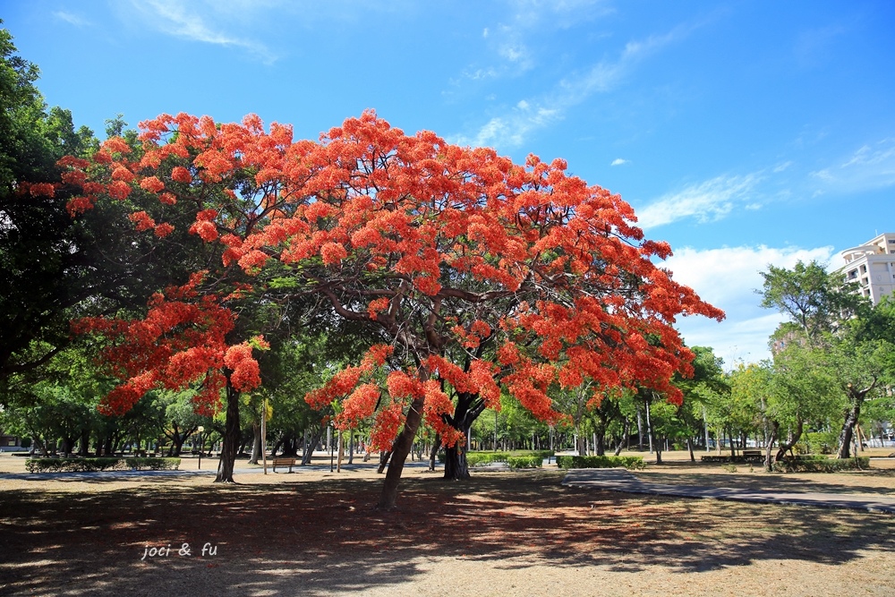 大東公園,鳳凰花,金鳳花,紅花楹樹,火樹,高雄市,鳳山區,高雄