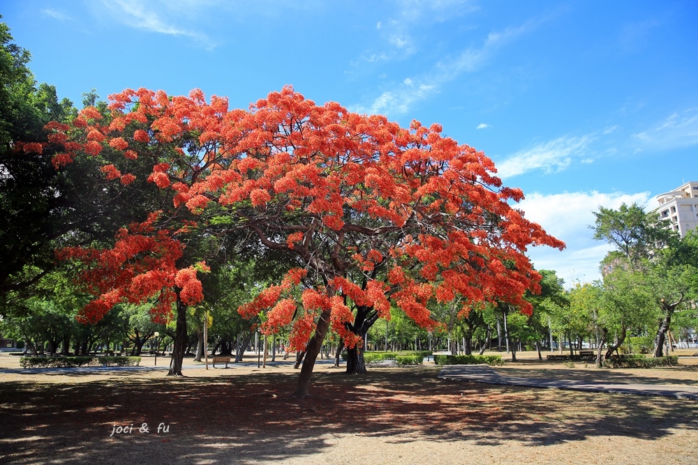 ,高雄,鳳山區,大東公園,鳳凰花,捷運,