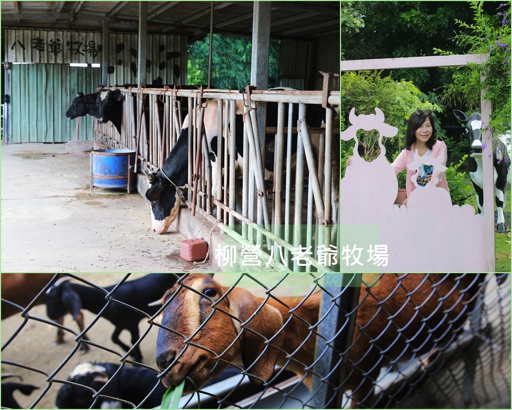 柳營八老爺牧場,乳牛,柳營區,觀光牧場,鸚鵡體驗,草泥馬,綠鬣蜥,台南,八老爺牧場,牧場,親子景