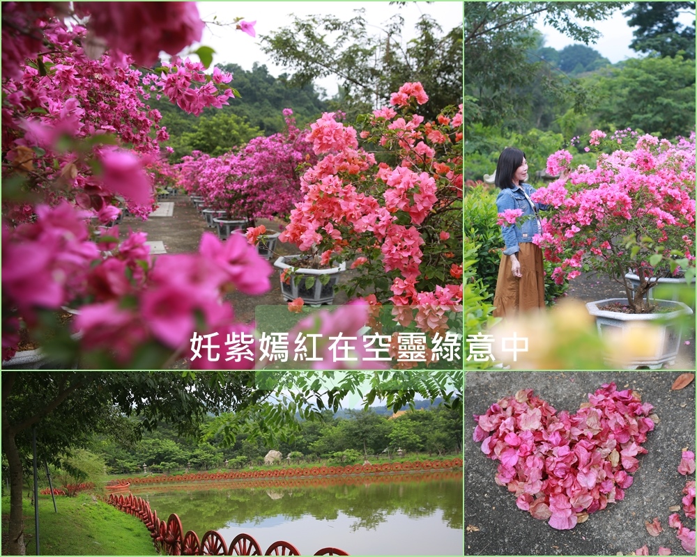 高雄,九重葛,花海,六龜區,高雄景點