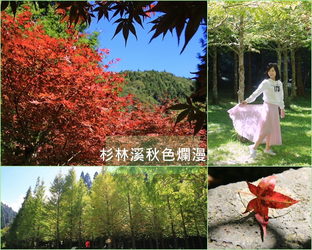 杉林溪,楓葉,水杉,南投,秋季旅遊,松瀧岩,九九吊橋,竹山鎮