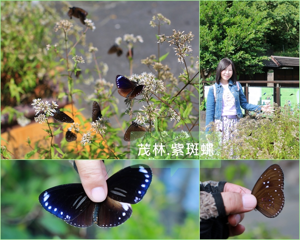 紫斑蝶生態公園,高雄茂林,蝴蝶高速公路,茂林國家風景區,紫蝶輸運計畫,茂林紫蝶3D視聽館,茂林環境教育中心,高雄,茂林區,茂林紫斑蝶生態公園