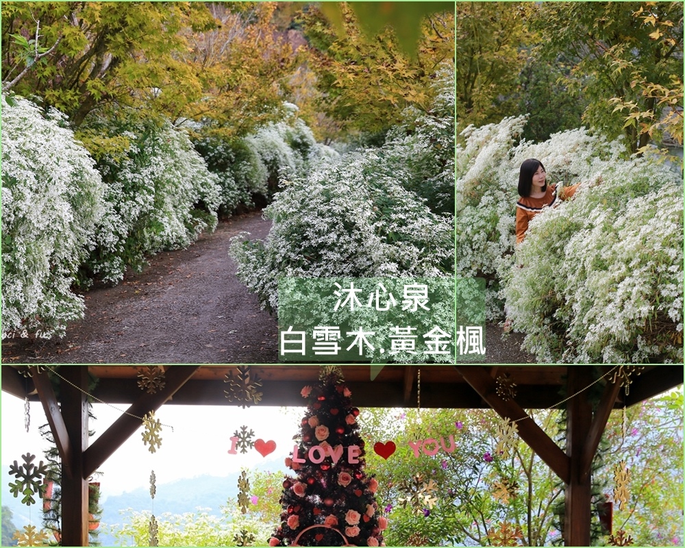 白雪木,黃金楓林隧道,桃源仙境,沐心泉,聖誕初雪,台中新社,花海林蔭步道,台中,新社區,沐心泉休閒農場  