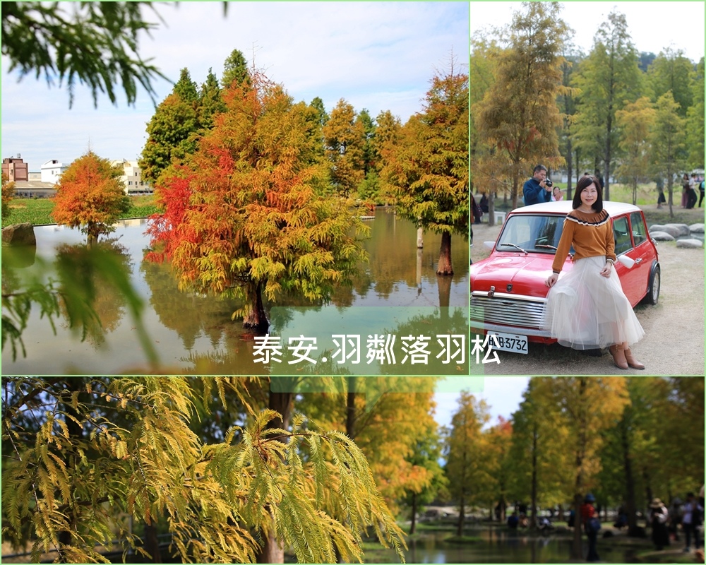 台中,羽粼落羽松,水中落羽松,復古風情,泰安國小,落羽松秘境,彩色蜻蜓,后里區,泰安,泰安落羽松,落羽松,打卡