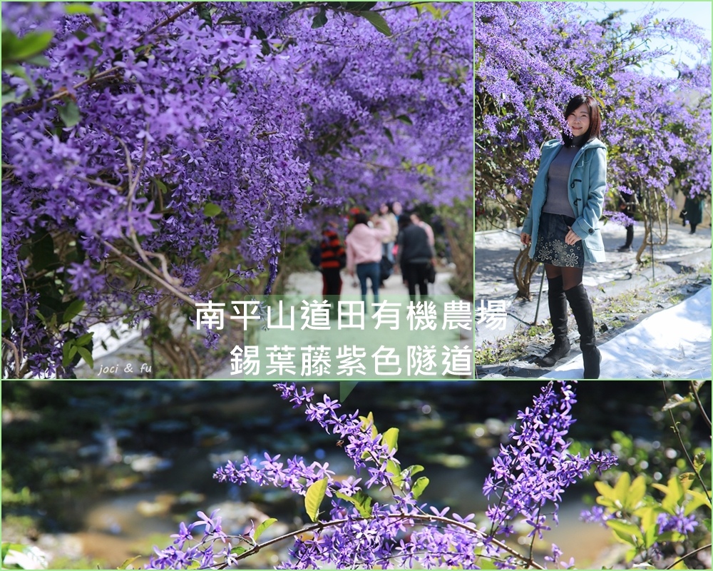 南平山道田有機農場,錫葉藤,紫色隧道,皇后花圈,草莓,甘蔗酥,景觀隧道,南投,埔里,免費景點,南投賞花,許願藤