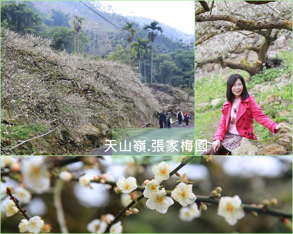 南投,水里鄉,梅花,南投景點