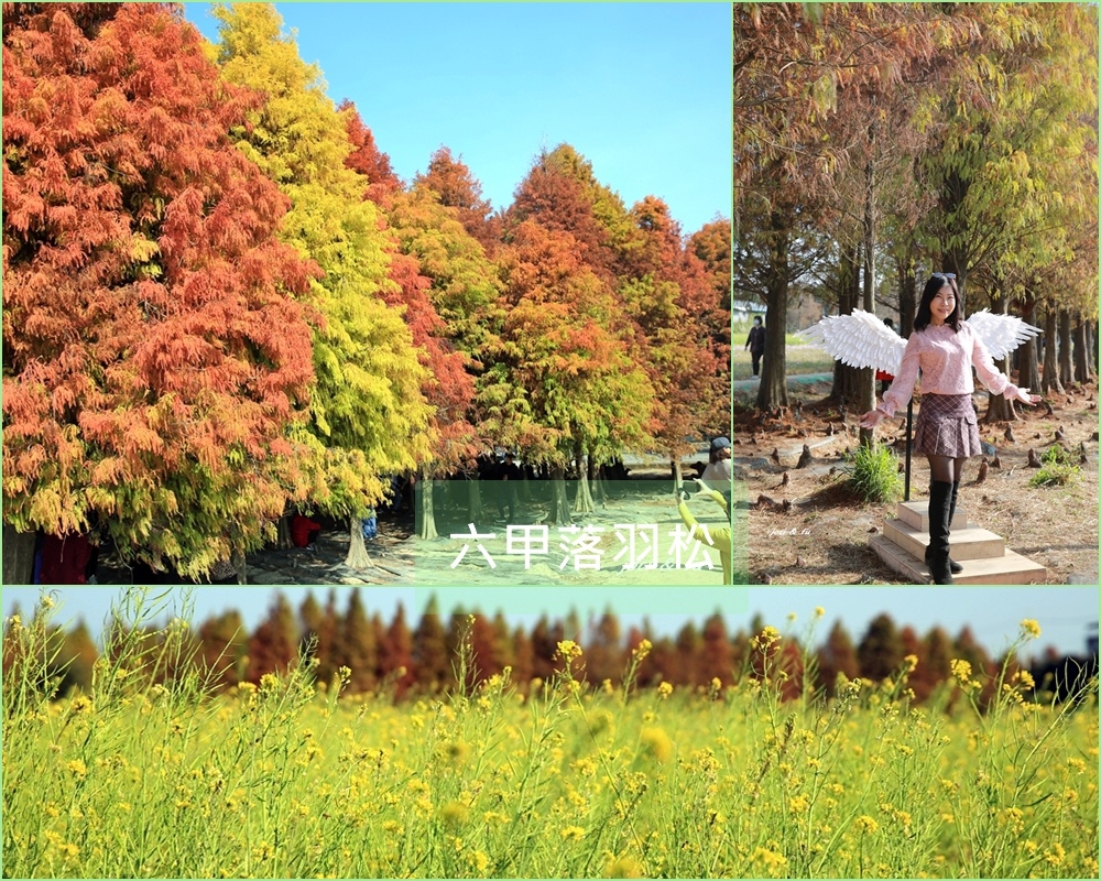 落羽松,花海,裝置藝術,六甲落羽松季,異國風情,南瓜馬車,菁埔埤,台南,六甲,林鳳營,六甲落羽