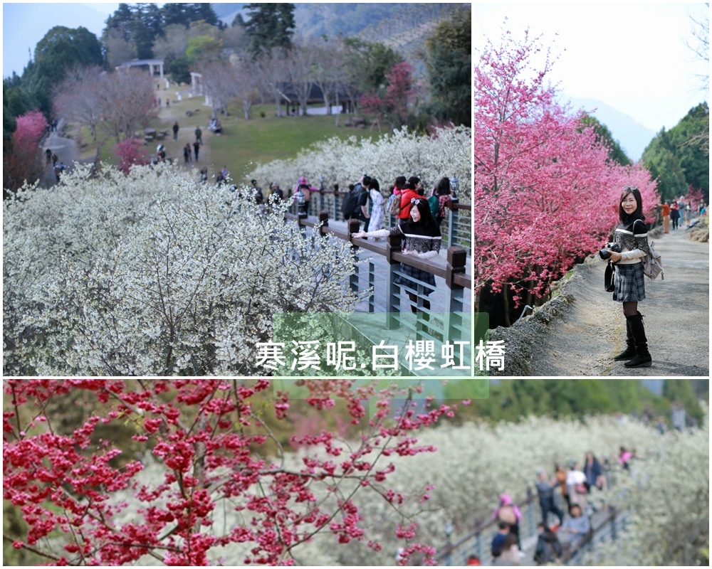 寒溪呢森林人文叡地,福爾摩沙白櫻,阿里山,太極亭,聖觀音峰,八重櫻,虹橋,嘉義,梅山鄉,寒溪呢森林人文叡地 ,秘境,賞櫻