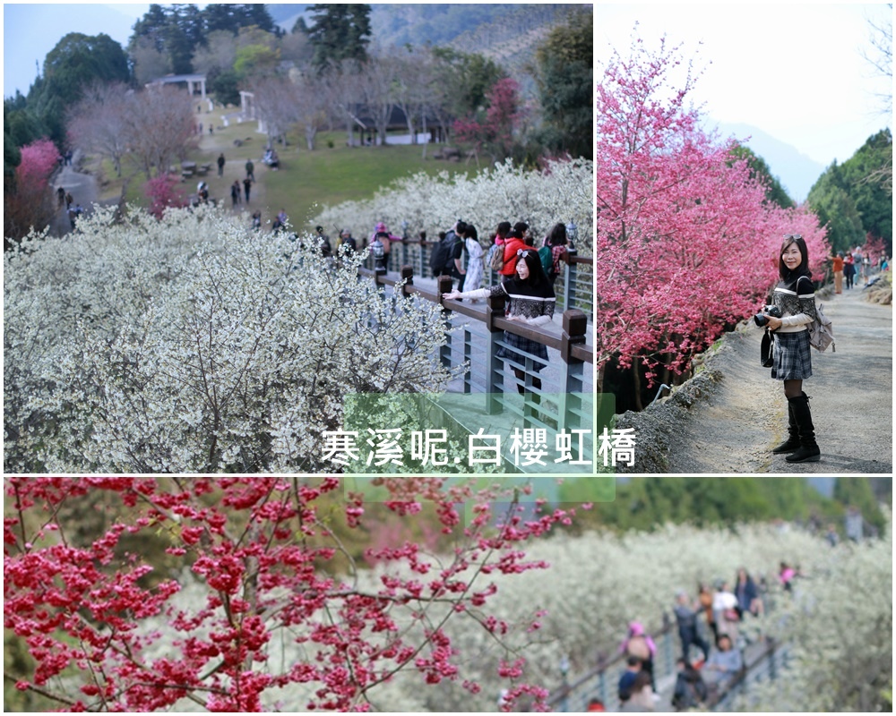 ,嘉義,梅山鄉,寒溪呢森林人文叡地 ,秘境,賞櫻,花季,