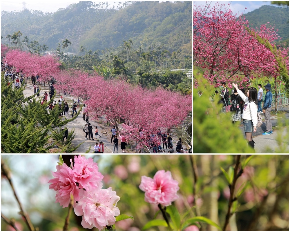 ,嘉義,番路鄉,櫻花,賞櫻,半天岩紫雲寺,車站,