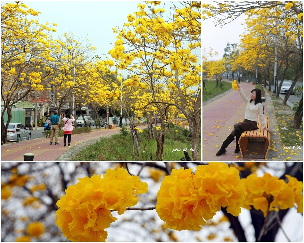 嘉義,中埔鄉, 黃花風鈴木,花海,步道,嘉義景點