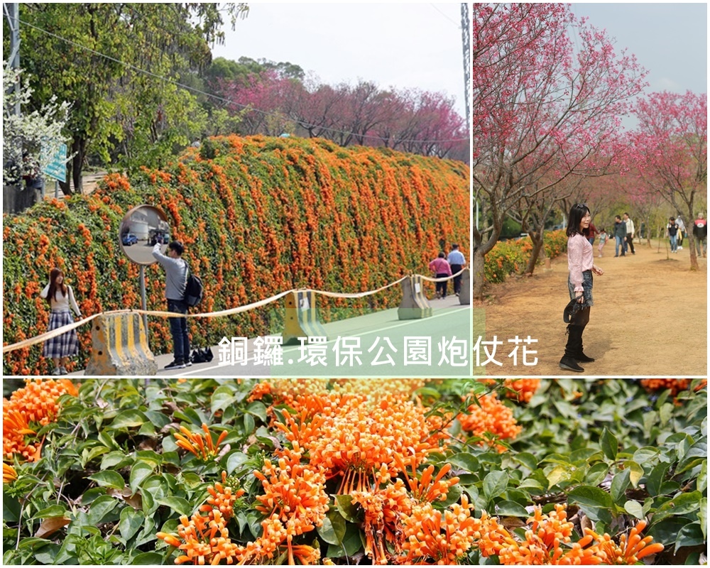 銅鑼環保公園,炮仗花,櫻花,金黃瀑布,苗119縣道,緋寒櫻,觀景台,苗栗,銅鑼鄉,步道,瀑布