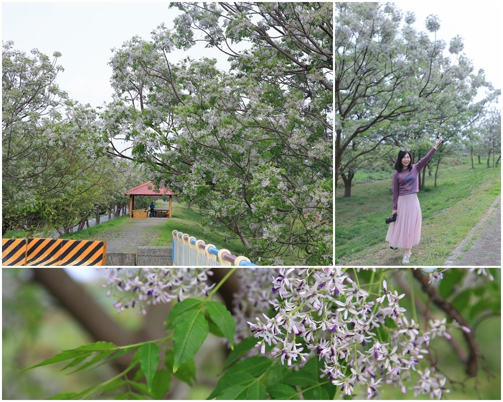 苦楝花,萬丹堤防,興社大橋,潮州花旗木,屏東賞花,浪漫紫雪,彭城福德祠,屏東,萬丹鄉,秘境,賞花,花旗木,苦楝