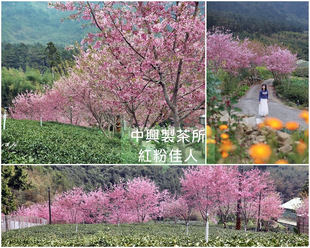 嘉義,阿里山,秘境,櫻花,賞櫻,茶園,嘉義景點