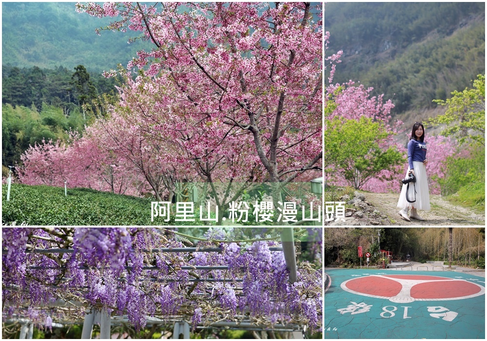 阿里山,櫻花,紫藤,櫻之道,頂湖自然生態公園,中興製茶所,頂石棹,嘉義,懶人包,賞櫻,紫藤花,打卡