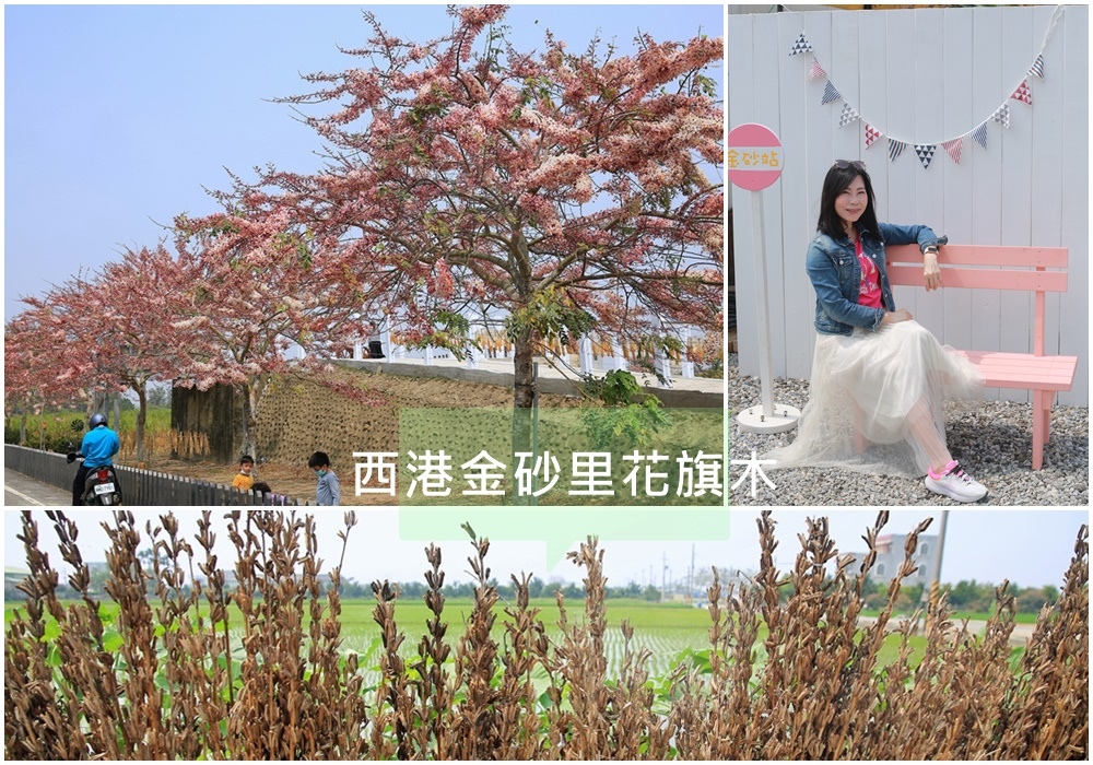 西港金砂里,花旗木步道,芝麻迷宮,波斯菊花田,金砂新安宮,新寮北營百年榕樹,五營信仰,台南,西港區,花旗木