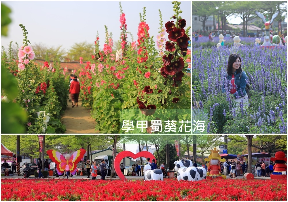 學甲蜀葵花海,蜀葵,花燈裝置藝術,德元埤荷蘭村,一丈紅,椰子樹,葵祭,台南,學甲區,蜀葵花