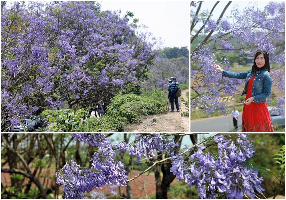 藍花楹隧道,嘉義市,盧山橋,牛稠溪,防汛道路,鳳凰木,雙影,嘉義,圓林仔社區,藍花楹,嘉義景點,花海,花季