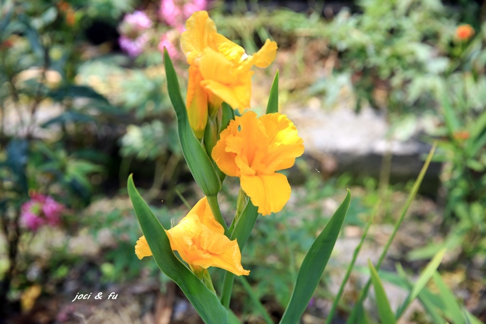 0C4A7734.JPG 0C4A7734.JPG