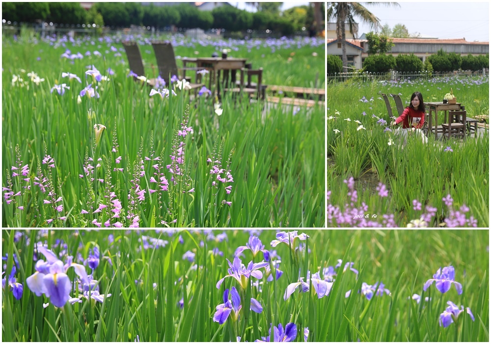 ,彰化,田尾,旅人小屋舒宿,鳶尾花,花田,花海,背包客棧,背包客,住宿,彰化住宿,田尾景點,花季,秘境,