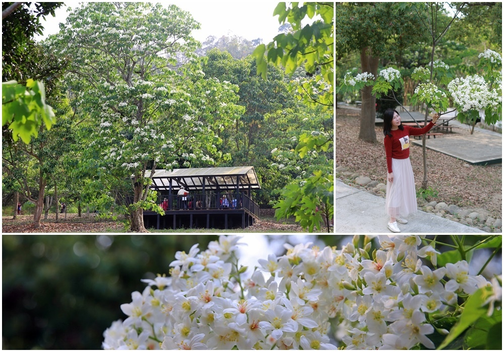 雲林,古坑,荷苞山,桐花公園,油桐花,賞桐,荷苞山桐花公園,桐花祭,市集,雲林景點