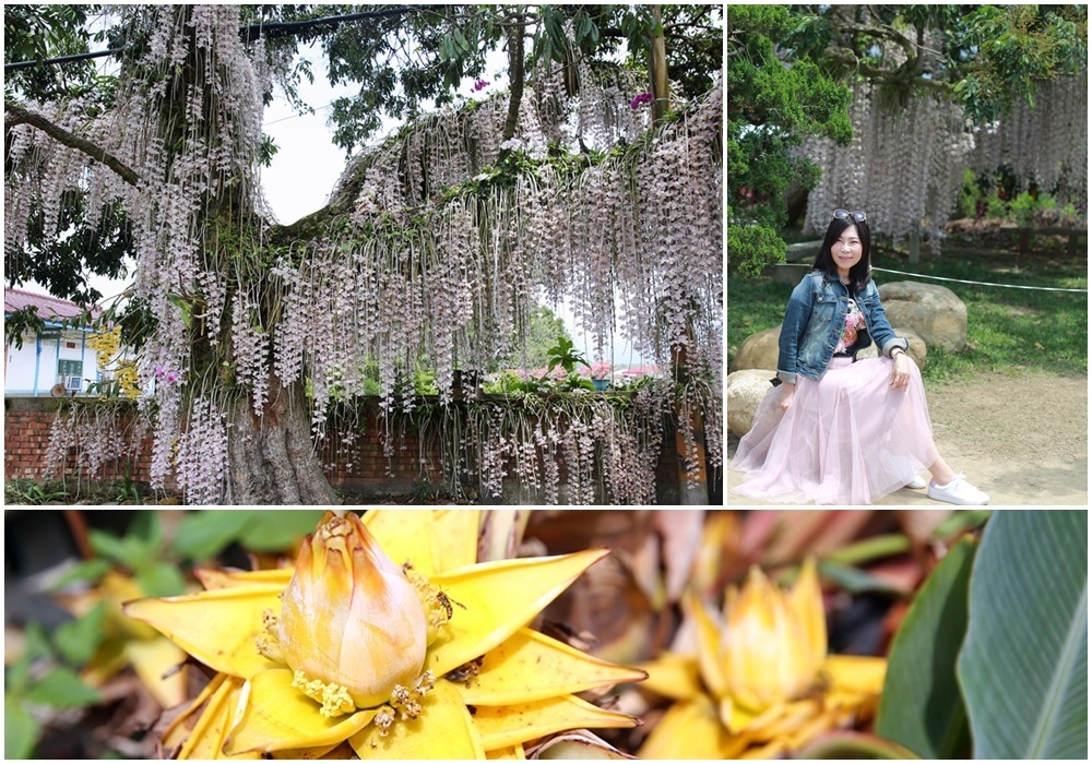 白河洪溪州,天宮石斛,瀑布蘭,地湧金蓮,勇伯菊仔花園,嘉義番路,佳鄉庭園餐館,台南,白河區,石斛蘭