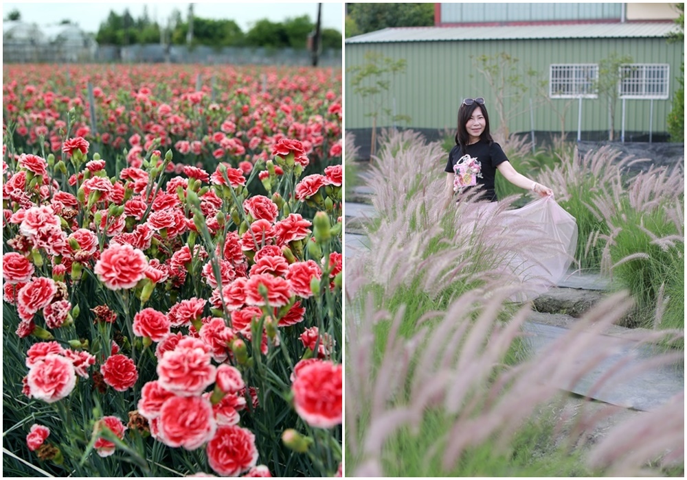 ,彰化,田尾,董家花田,康乃馨,粉黛亂子草,薰衣草,田尾景點,賞花,母親節,步道,