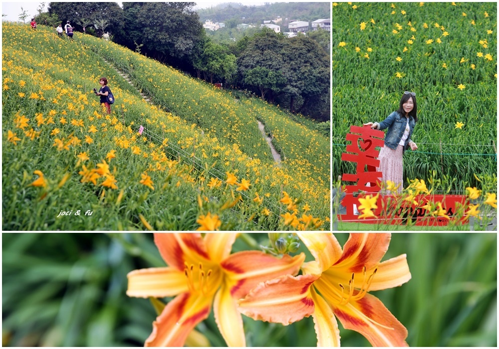 ,彰化,花壇,虎山巖,金針花海 ,虎山岩,金針花,萱草,母親節,