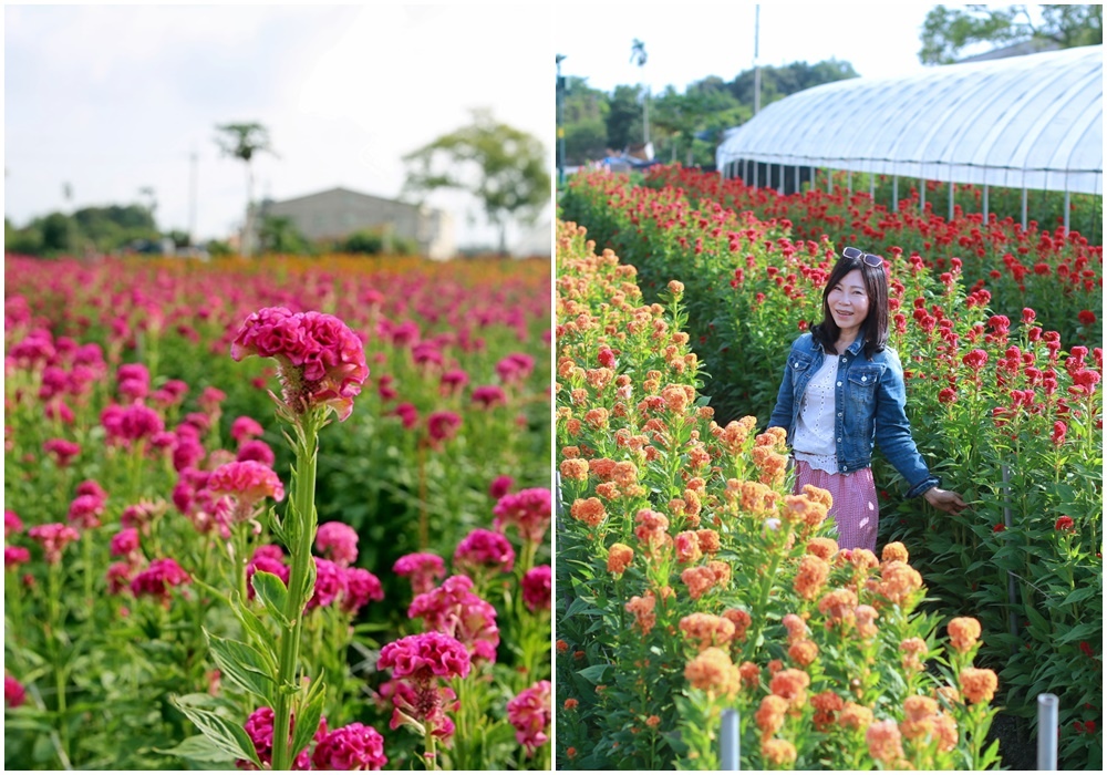 彰化,北斗雞冠花田,雞冠花,觀光花田,頭狀雞冠,花海,賞花,北斗鎮