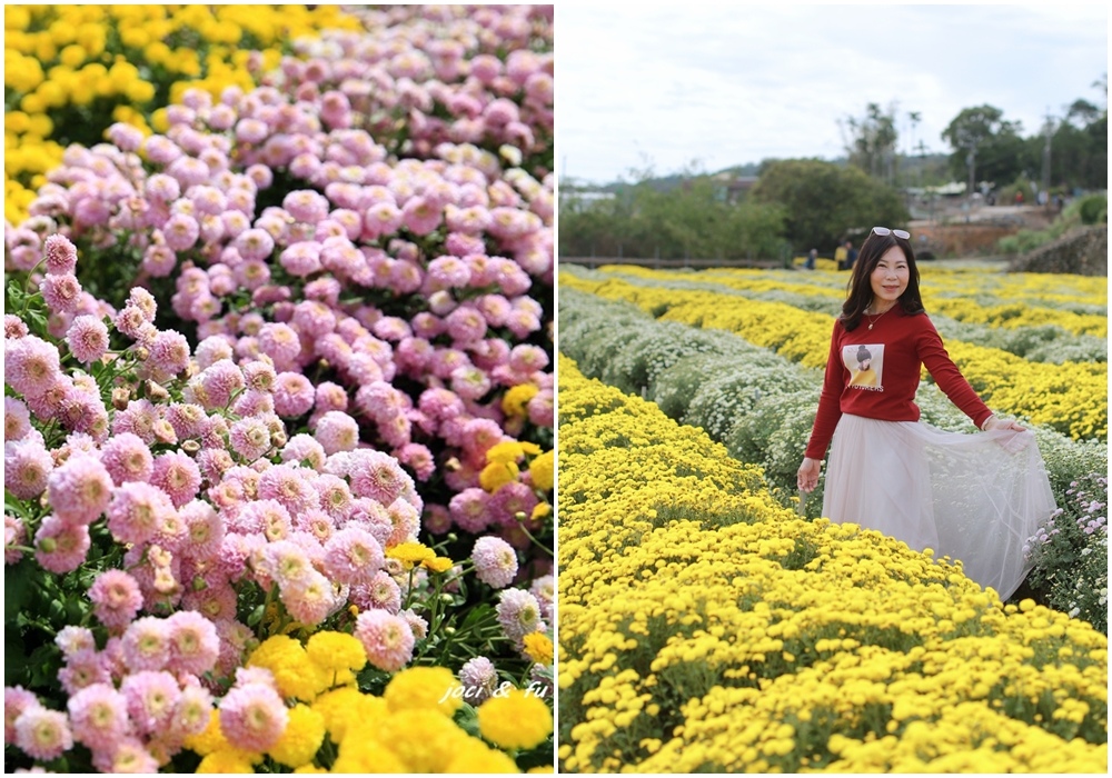 苗栗銅鑼,杭菊花海,九湖村,富農農產運銷合作社,吉祥如芋杭菊節,菊內人,九湖休閒農場,苗栗,銅鑼,苗栗景點,銅鑼景點,農場,花海