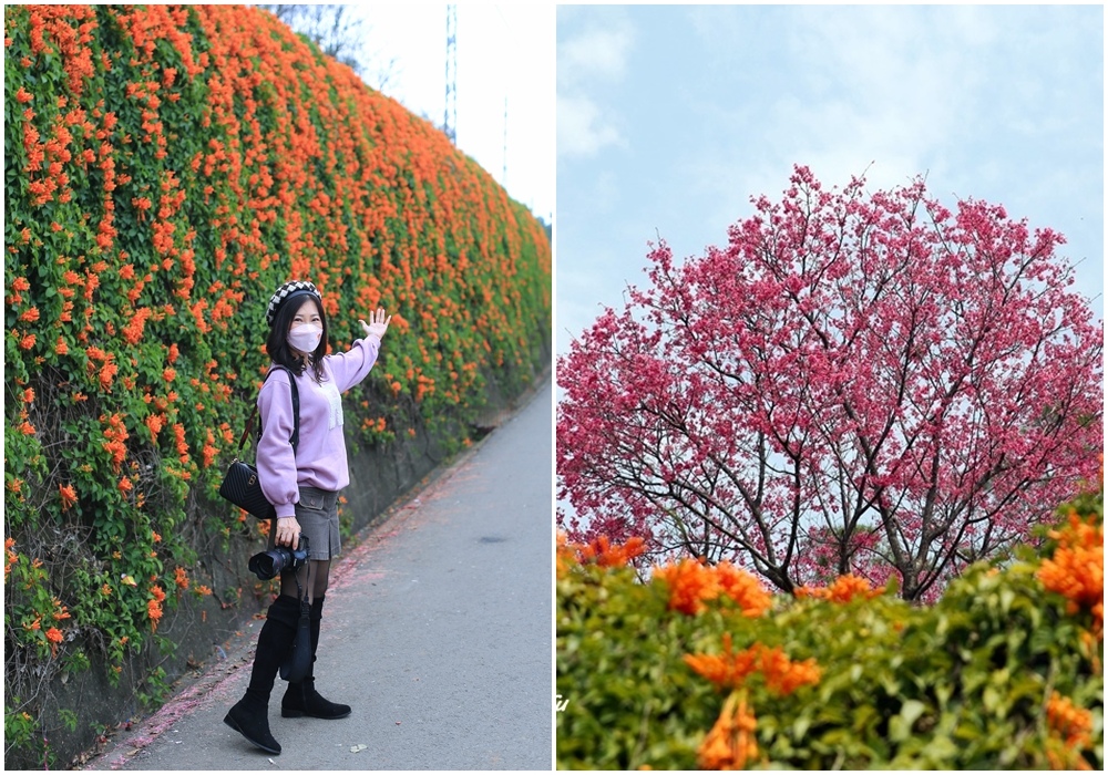 炮仗花,苗栗銅鑼,櫻花小徑,花海公園,炸龍活動,客家文化,觀景台,苗栗,銅鑼鄉