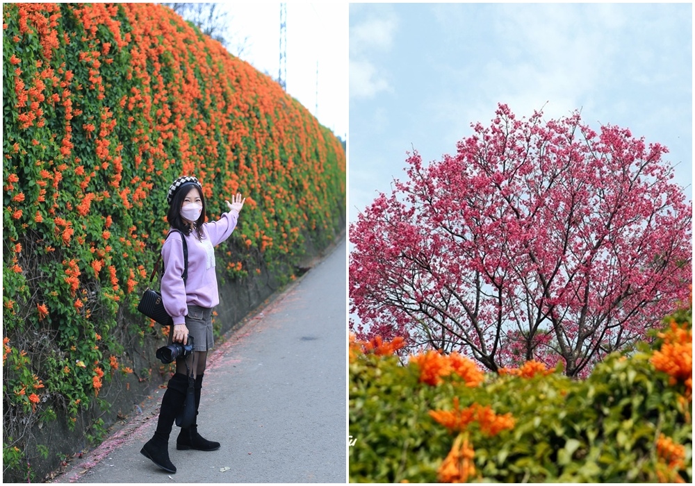 苗栗,銅鑼鄉,炮仗花,花海,苗栗景點