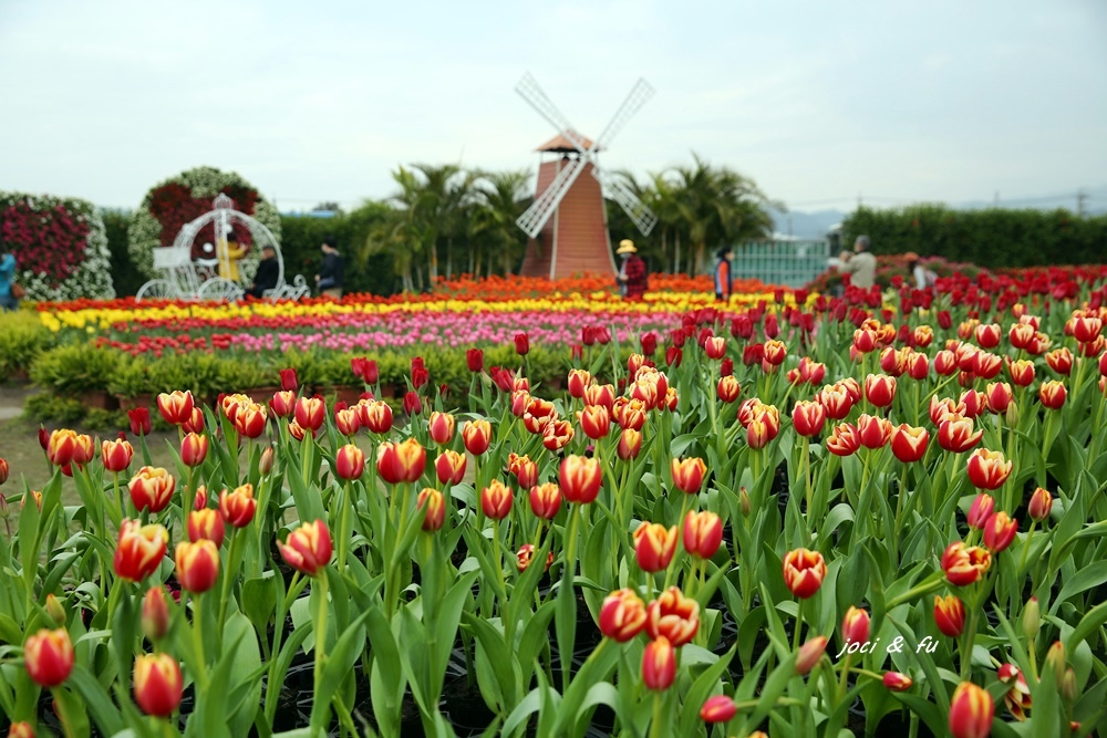 中社觀光花市,鬱金香花季,歐式造景,臺中后里,浪漫花海,季節限定,花卉盛開,台中,后里區,花海,中社花