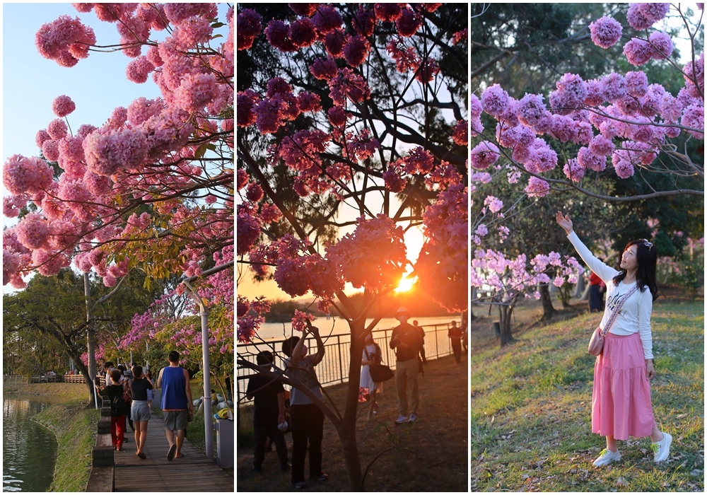 澄清湖,三亭攬勝,洋紅風鈴木,湖畔步道,春季限定,夕陽美景,粉紅浪漫,高雄,鳥松區, 澄清湖,風鈴
