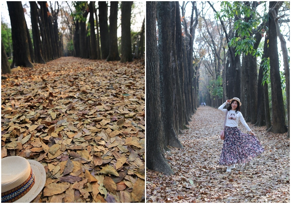 新威森林公園,桃花心木步道,落葉地毯,高雄,六龜,春日景觀,自然奧妙,六龜區,新威森林公
