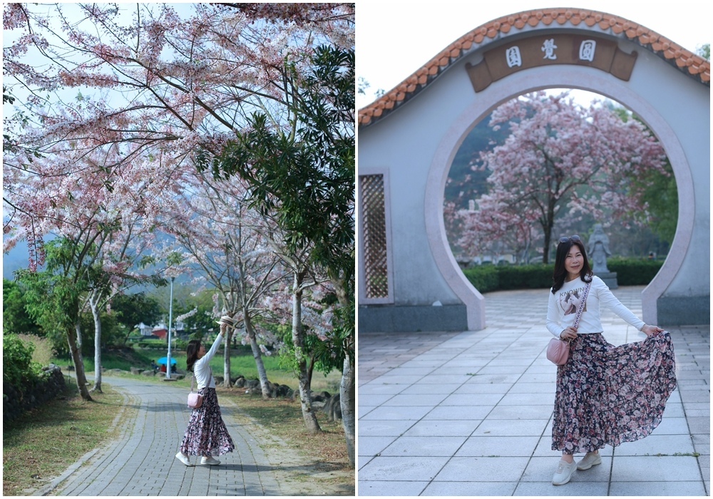 花旗木,美濃湖,新威森林公園,舞蝶澗休閒農場,高雄花旗木,六龜新威,美濃私房景點,高雄,懶人包,私房景