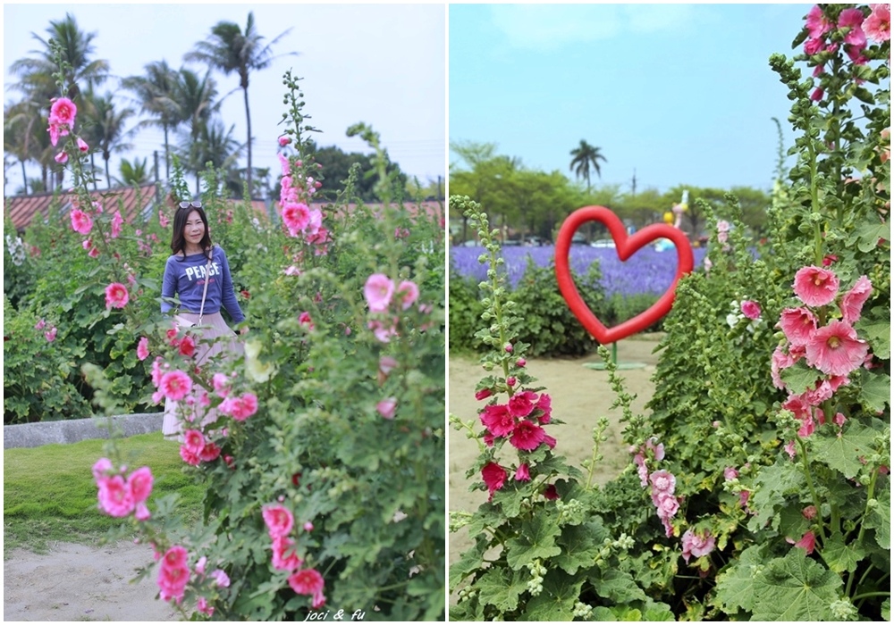 ,台南,學甲,蜀葵花,花海,