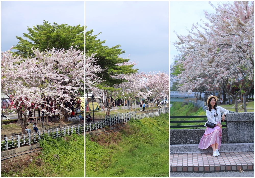 潮州河濱公園,花旗木,屏東,民治溪,涼亭,九重葛,粉紅花朵,潮州鎮,公園,花旗