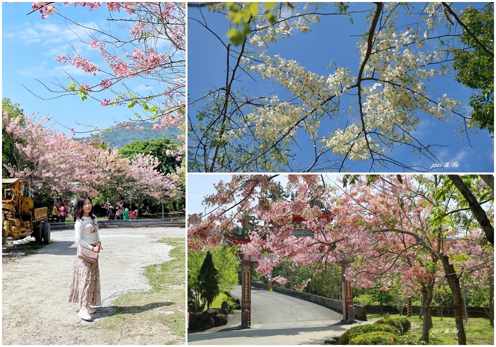 台南,南化區,花旗木,花海,台南景點