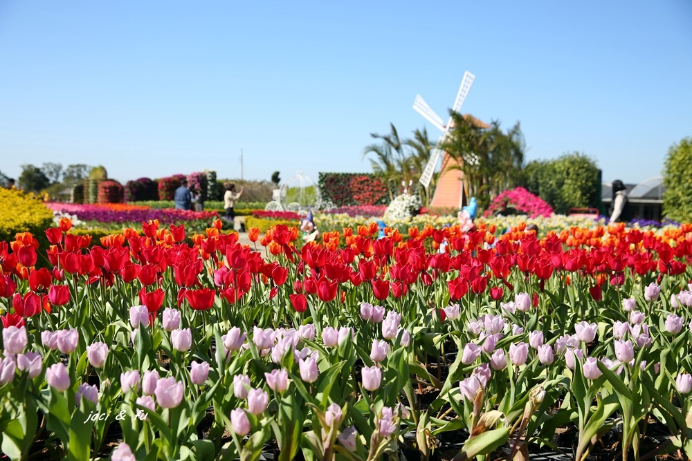 中社觀光花市,鬱金香花季,小荷蘭,花海,春季旅遊,親子旅遊,火炎山,台中,台中景點,后里景點,后里,鬱金香,鳶尾花,百合花,台中花