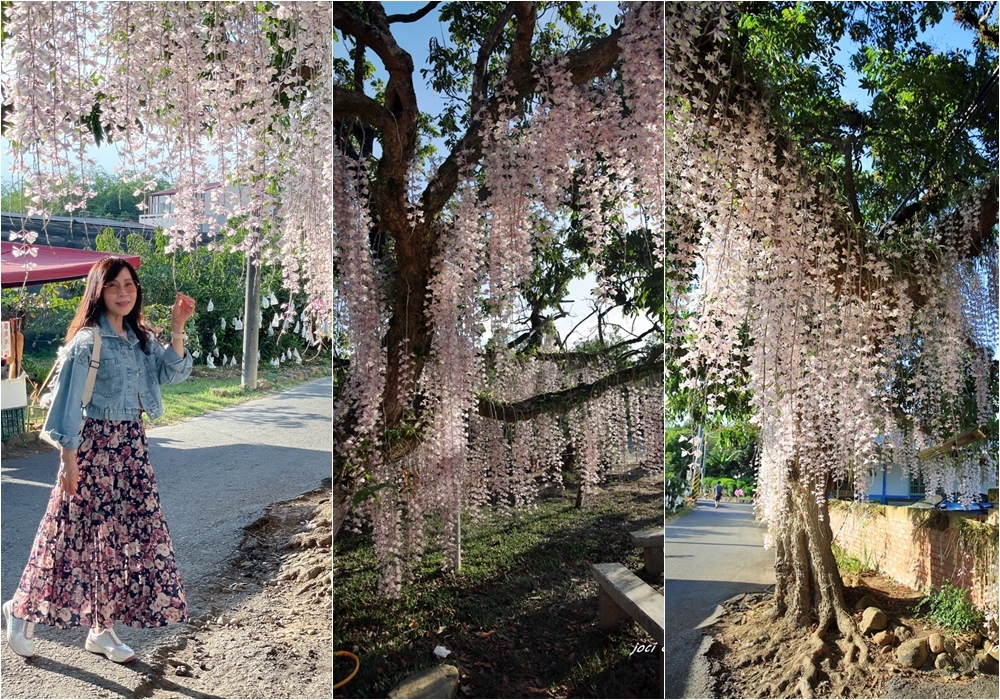 石斛蘭瀑布,台南白河,洪溪州,IG熱門打卡,古厝,龍眼樹,地湧金蓮,台南,白河,石斛蘭,賞花,石斛蘭瀑