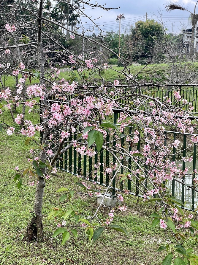 小半天石馬公園見櫻花，粉白花朵綻放枝頭，一年花開兩次的河津櫻