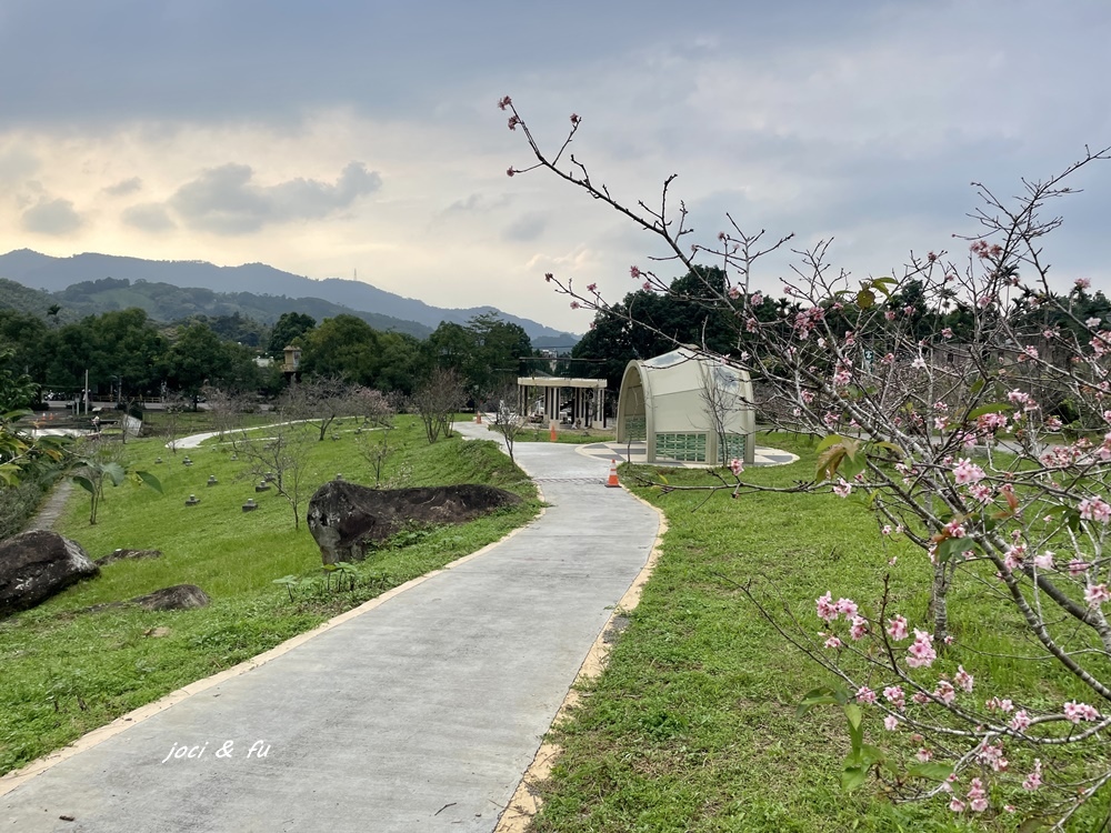 小半天石馬公園見櫻花，粉白花朵綻放枝頭，一年花開兩次的河津櫻